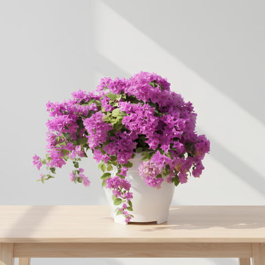 Бугенвиллея (розовая)