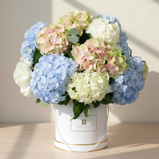 Haydringa в коробке