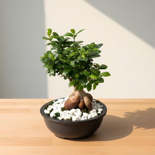 Дерево бонсай