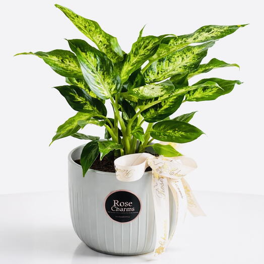 Dieffenbachia Compacta Lush Indoor Plant with Variegated Foliage Elegant