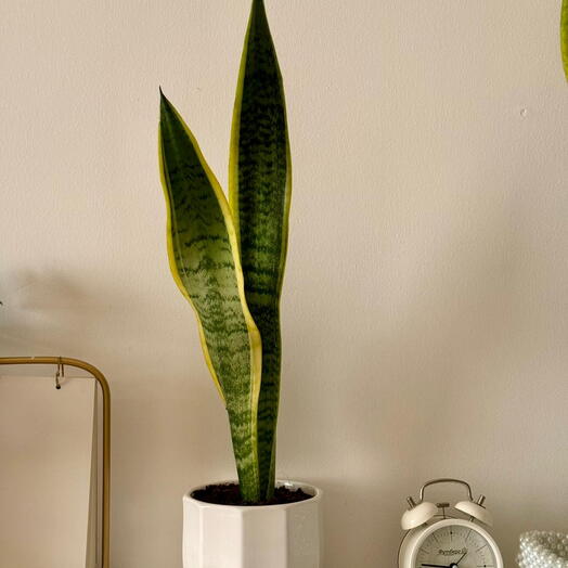 نبات الثعبان في وعاء خزفي أبيض | نبات داخلي