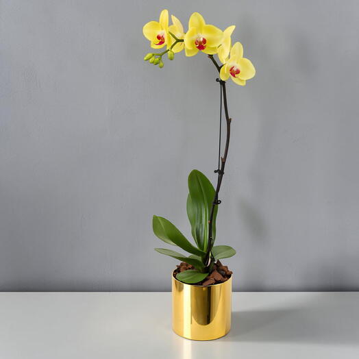 Yellow Orchids