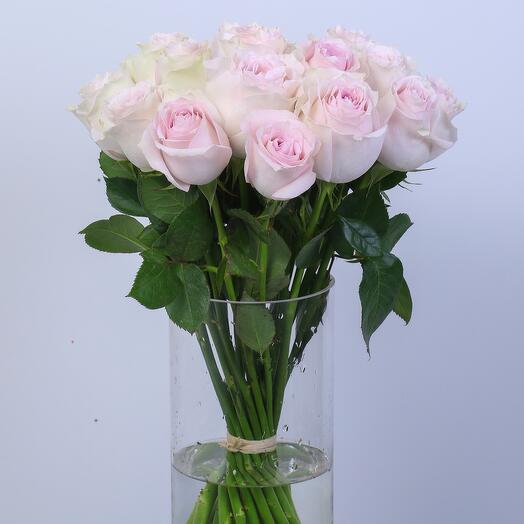 Premium Rosa de Recuerdo-560