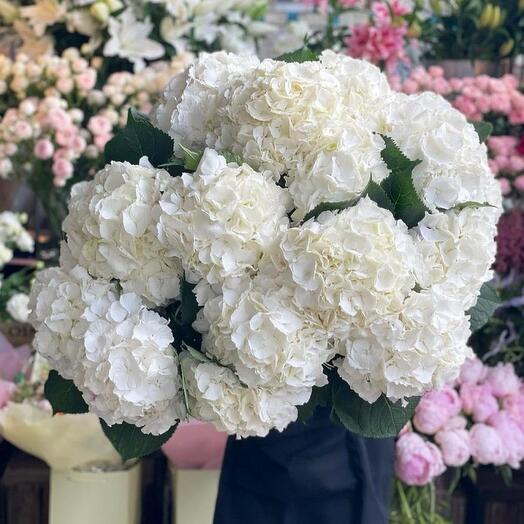 Bouquet of white hydrangeas