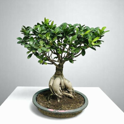 Фикус гинсенг бонсай 40 см