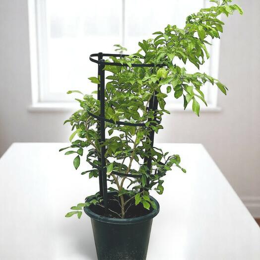 Murraya Paniculata (Jasmine)