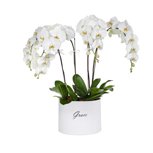 Фаленопсис (орхидеи) в коробке - Экстра-большой