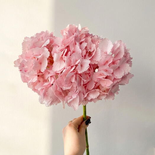 Гортензия - Розовая