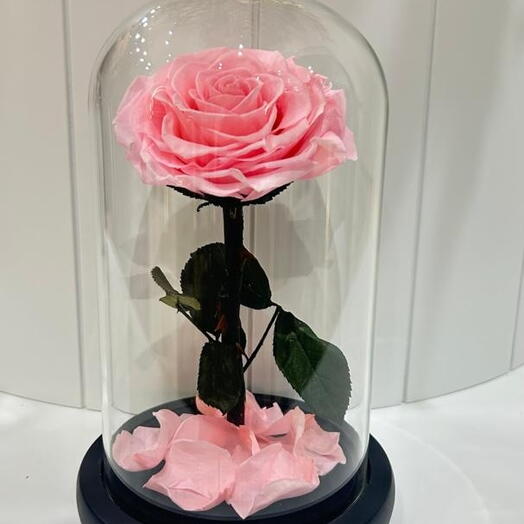 وردة وردية خالدة في قبة زجاجية