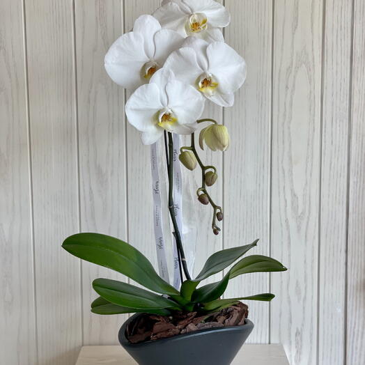 Одна орхидея в чёрной овальной вазе