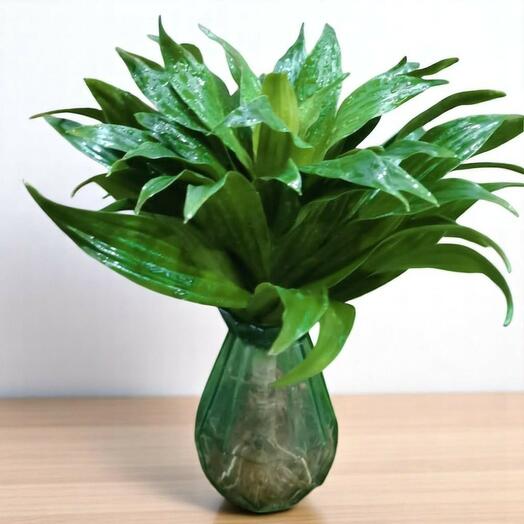 Драцена водное растение