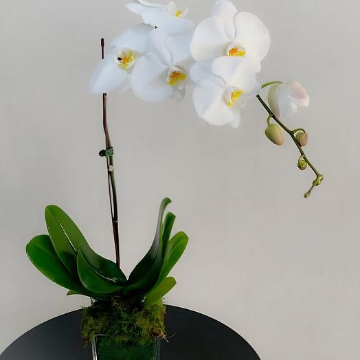 Phalaenopsis Orchid (Single) Flower