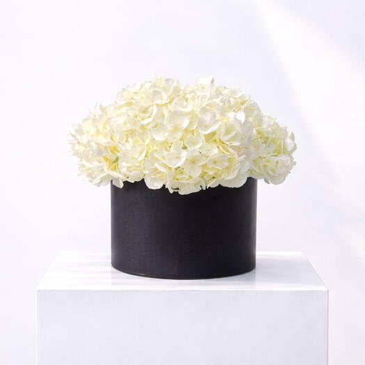 Botanica Hortensia Blanc