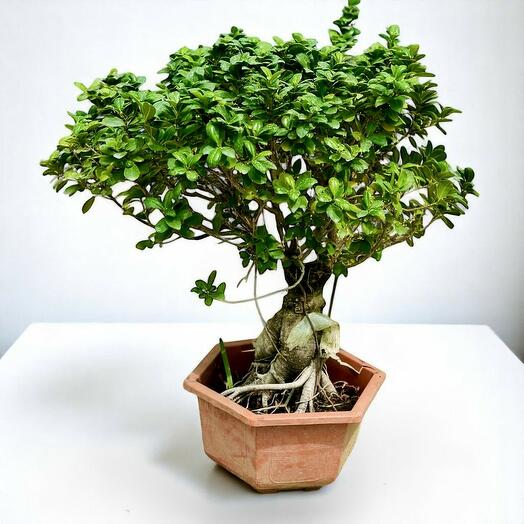 Фикус Гинсенг Бонсай 60 см