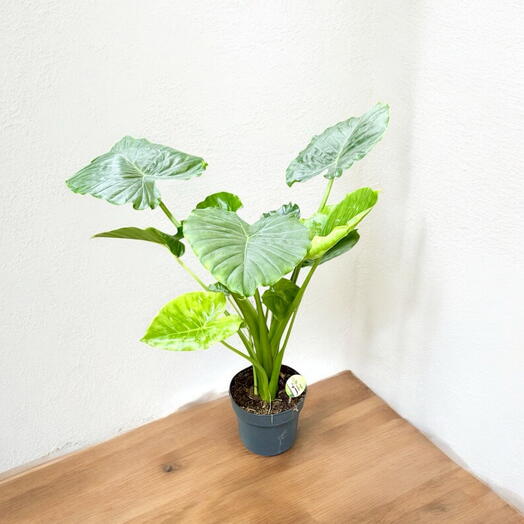 Alocasia Gageana (Dwarf Elephant Ear)