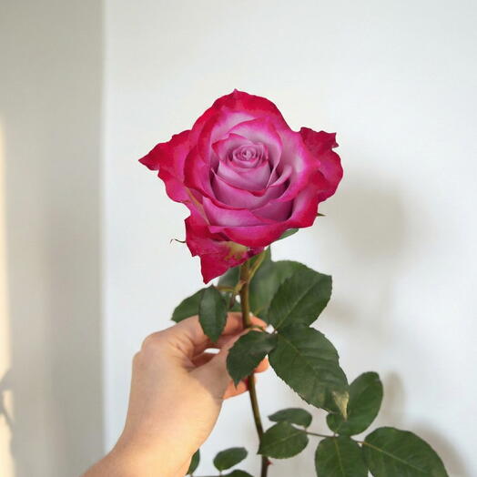 Роза Deep Purple – премиум, двухцветная, одиночный стебель 50 см