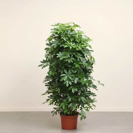 Дерево шеффлера