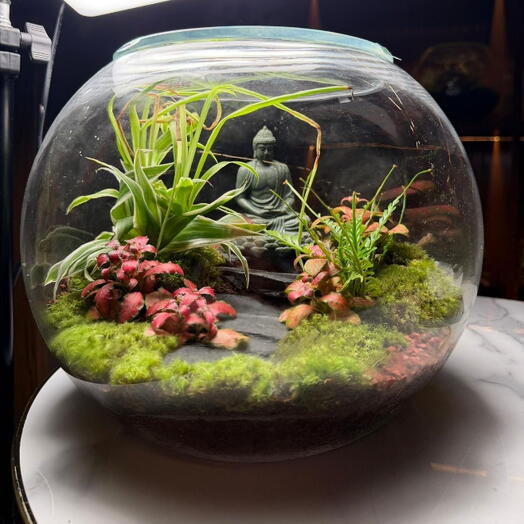 Terrarium de mousse avec Bouddha méditant