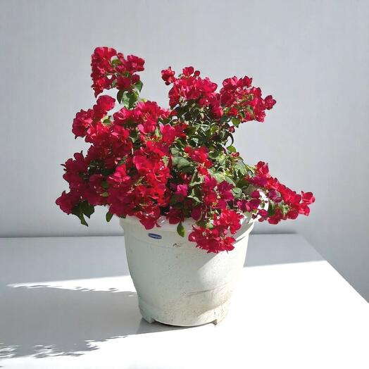 Bougainvillea