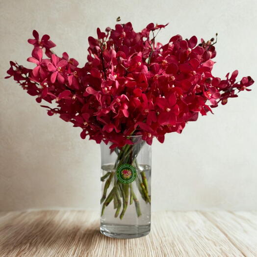 Mokara Orchid Vase | 20 Exotic Stems in a Sleek Glass Display of Tropical Elegance