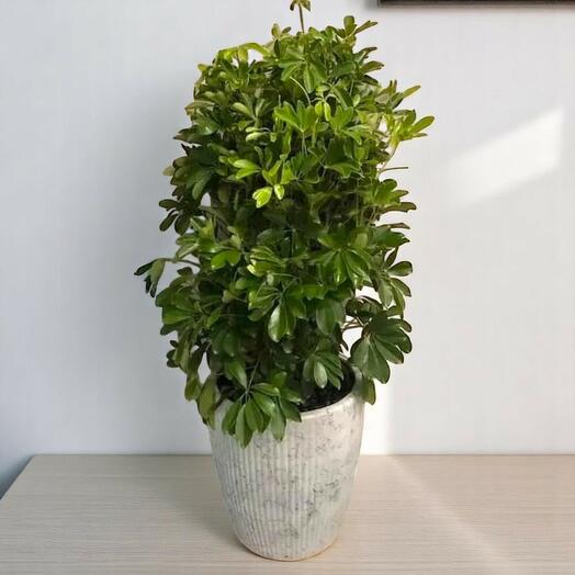 Schefflera Actinophylla (зонтичное дерево)