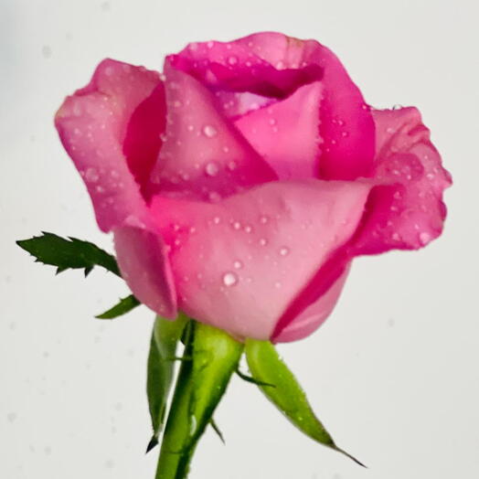 Revival Rose Stem 50 cm