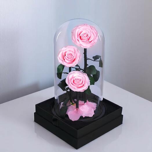 Trio Pink Infinity Rose