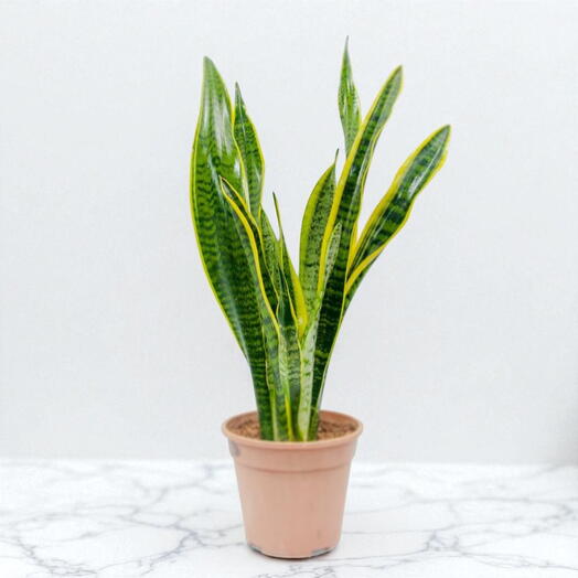 Длинный диван свекрови