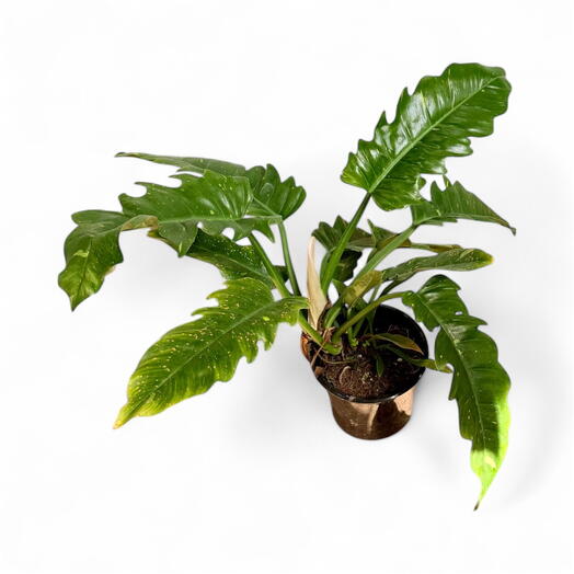 Филодендрон Ring of Fire