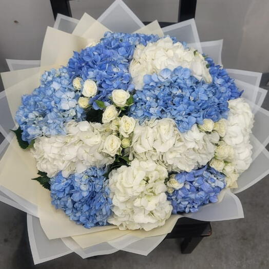 White and blue hydrengia special