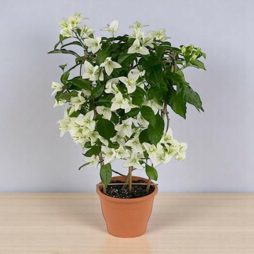 Бугенвиллея