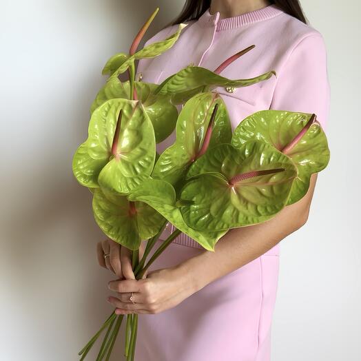 Anturio verde (10 uds)