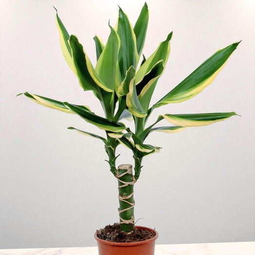 Драцена Золотое Побережье