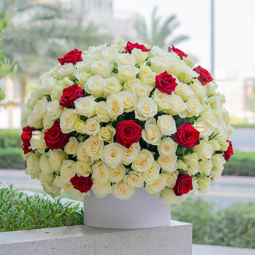 Premium Red   White Roses Box