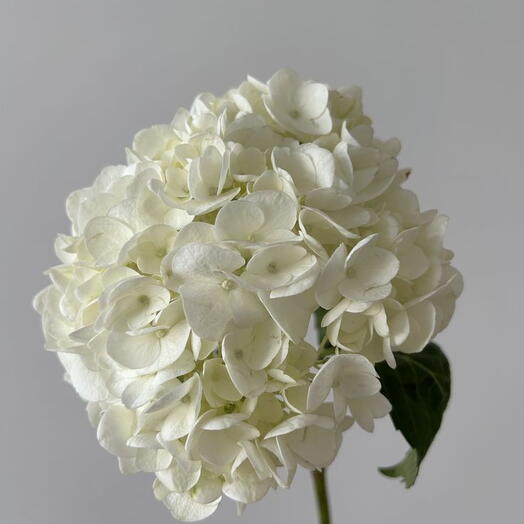 هيدرانجيا بيضاء