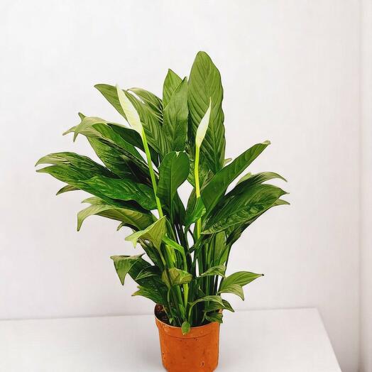 Spathiphyllum