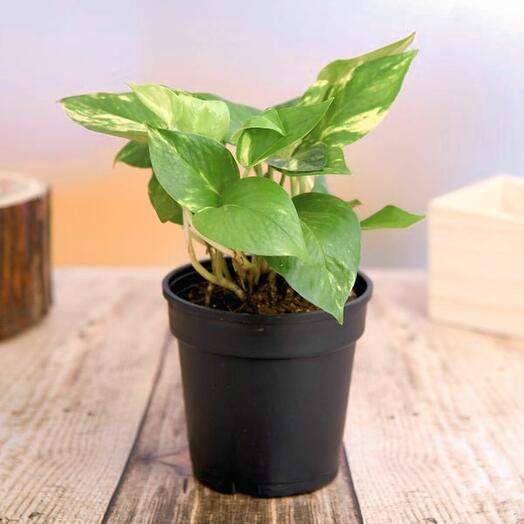 Денежное растение scindapsus зелёный