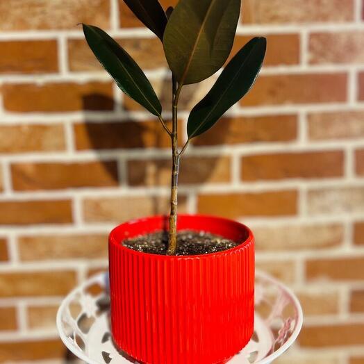 Rubber Indoor plant