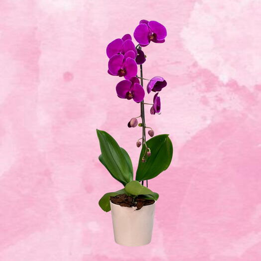Royal Magenta Phalaeonopsis in Blush Ceramic