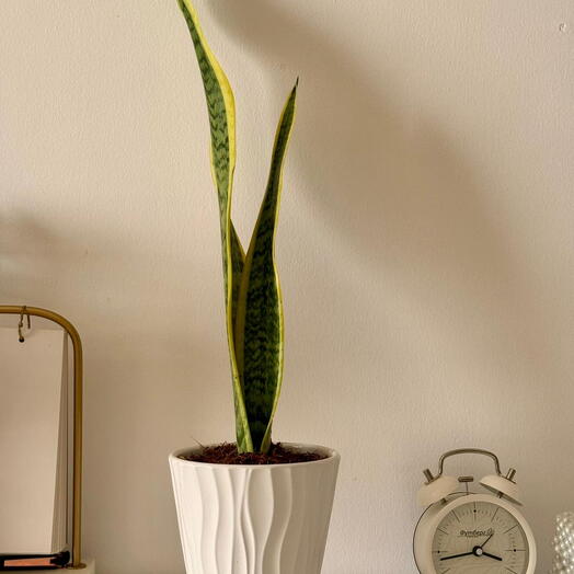 نبات الثعبان في وعاء خزفي أبيض