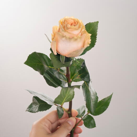 وردة كريمية خوخية (وردة إكوادورية فاخرة)