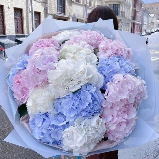 Hortensia (17 pièces)