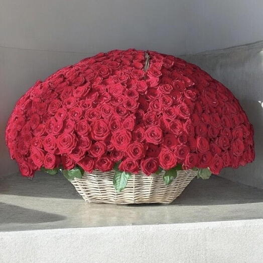 500 red roses in basket