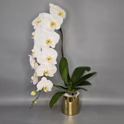 Белая орхидея