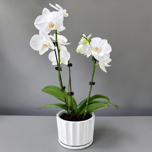 Mini White Orchids