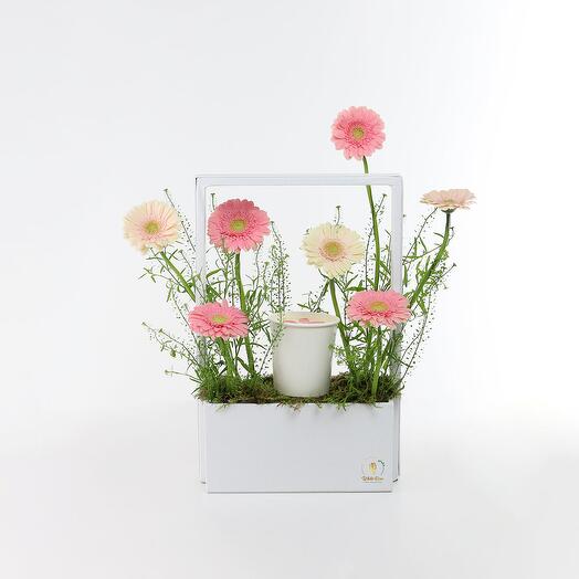 gerbera and Cup Fusion