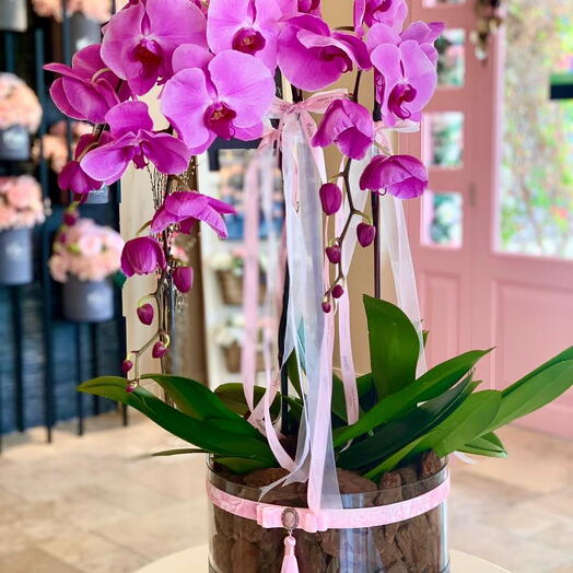 Luxe Orchids in Acrylic