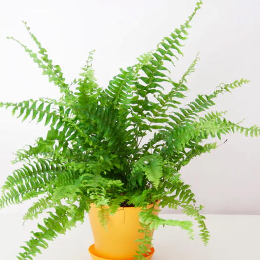 Boston Fern