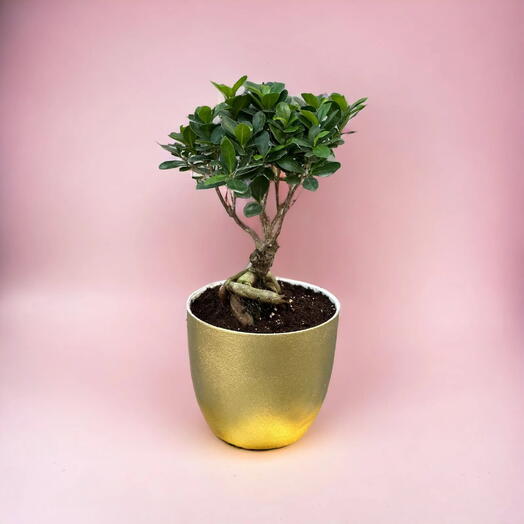 Бонсай в горшке