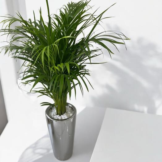 نبات أريكا طازج